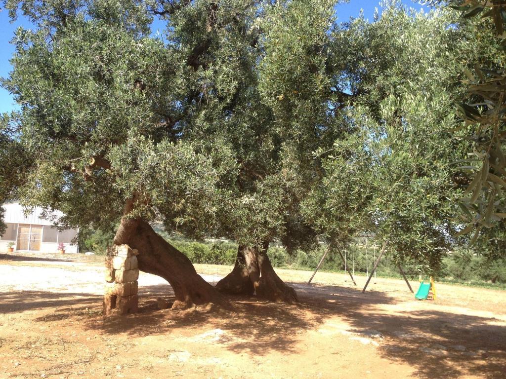Masseria Casamassima Agriturismo Villa Ostuni Exterior foto